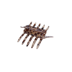 Pente CRAB Grande - Onça